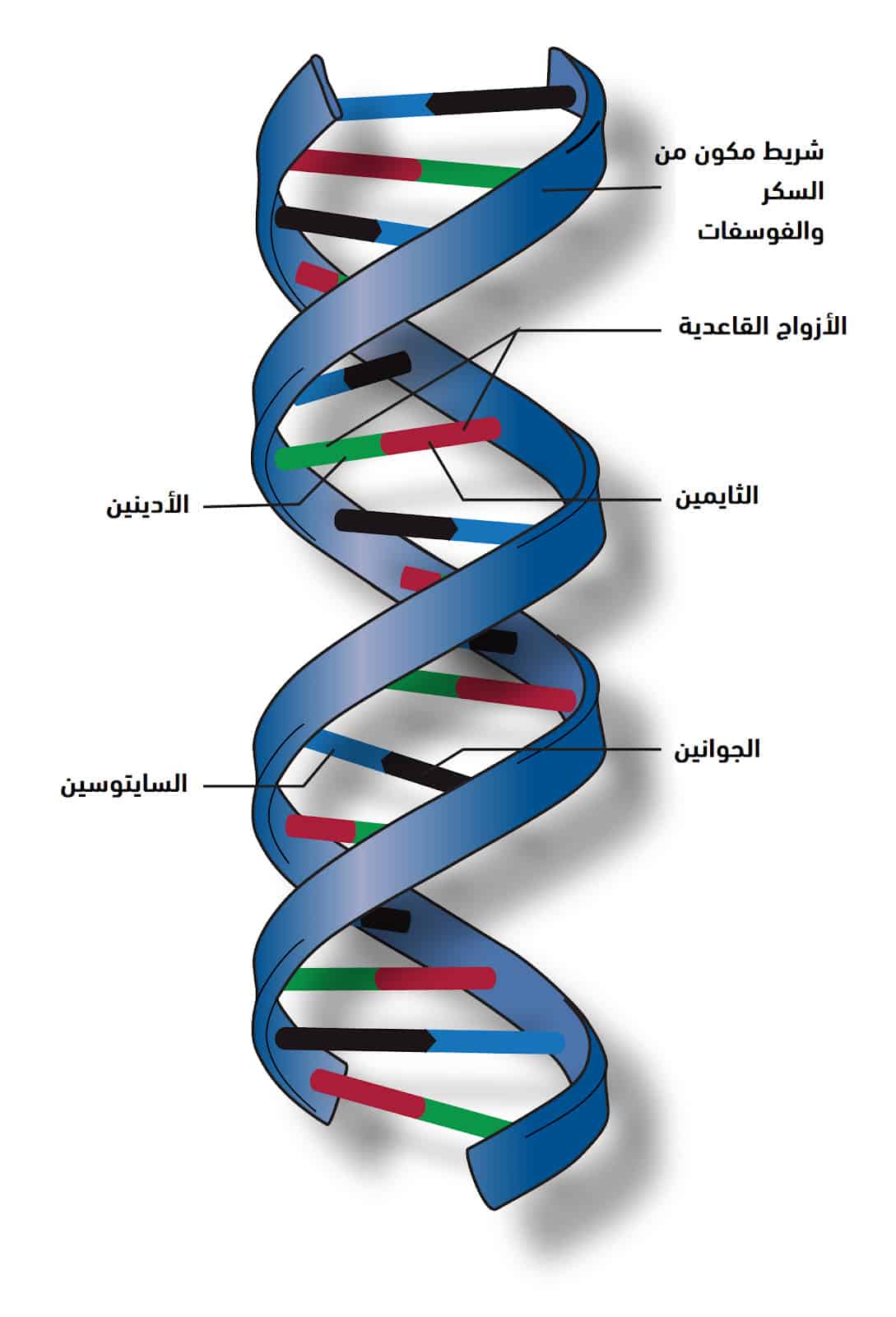 مشروع الجينوم البشري السعودي