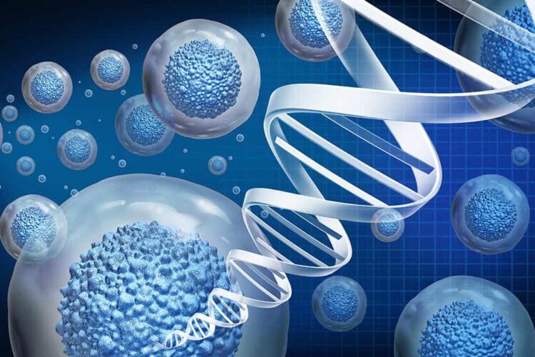 عكس شيخوخة الخلايا: تجارب واعدة على الحيوانات قد تُطبق مستقبلاً على البشر